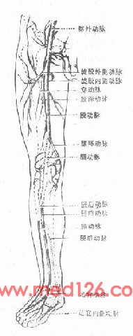 图3-175 下肢动脉